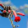 Cantuta - the flower of the Incas