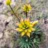 Flowers at the base of the mountain Цветя в подножието на планината