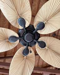 Beautiful fan