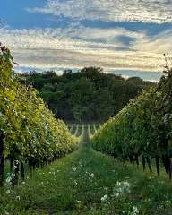 Tuscan vineyards