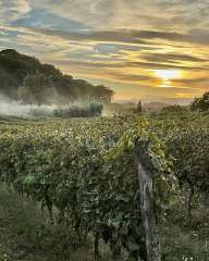 Tuscan vineyards