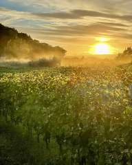 Tuscan vineyards