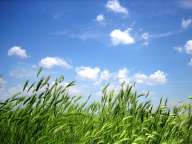 Зелена трева на фона на синьо небе с облачета