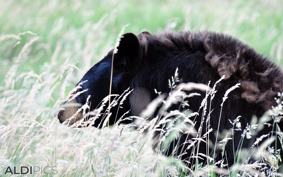 North american black bear