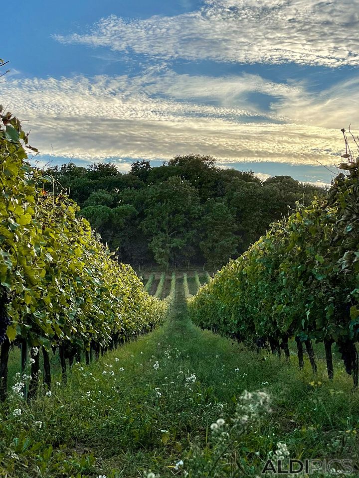 Tuscan vineyards