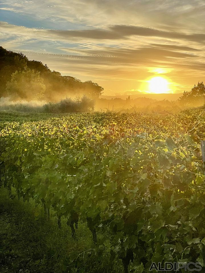 Tuscan vineyards