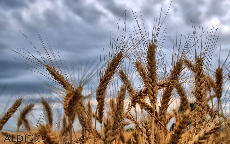 Ears of corn