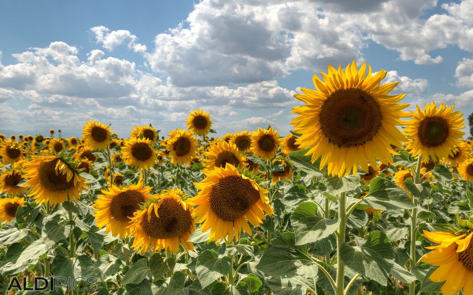 Sunflowers