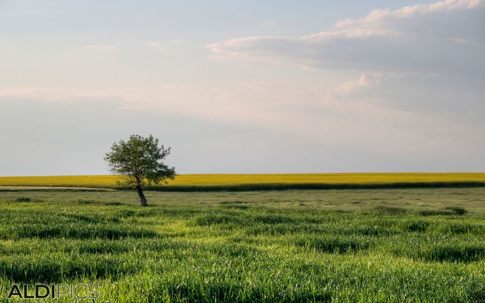 Самотно дърво в зеленото поле