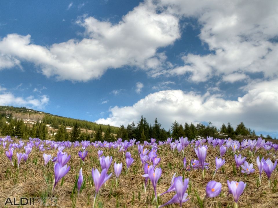 Meadows with crocuses of Belmeken