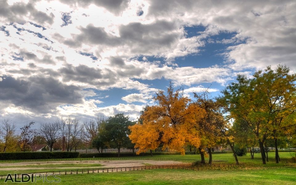 Golden Autumn