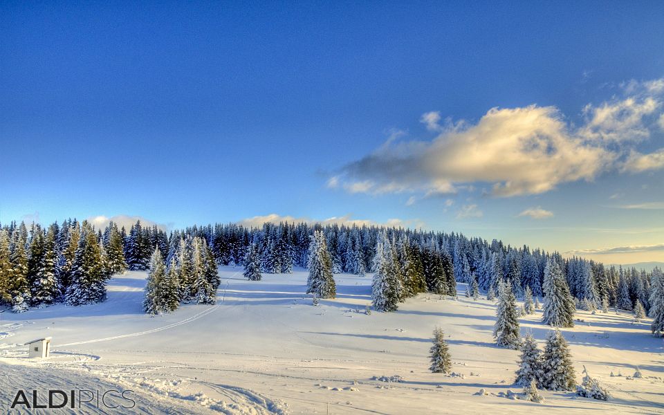 Снежни пейзажи от Пампорово