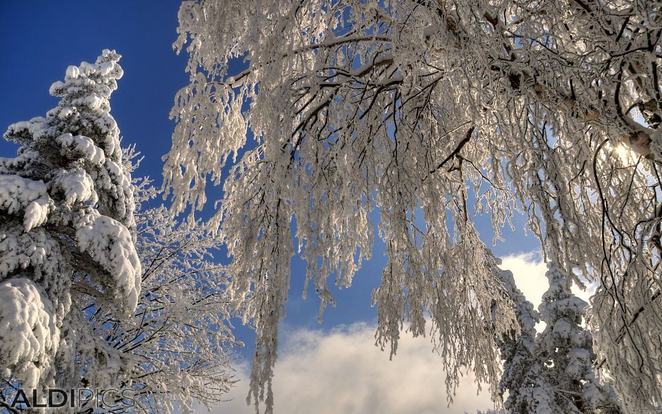 Winter landscapes from Rhodope