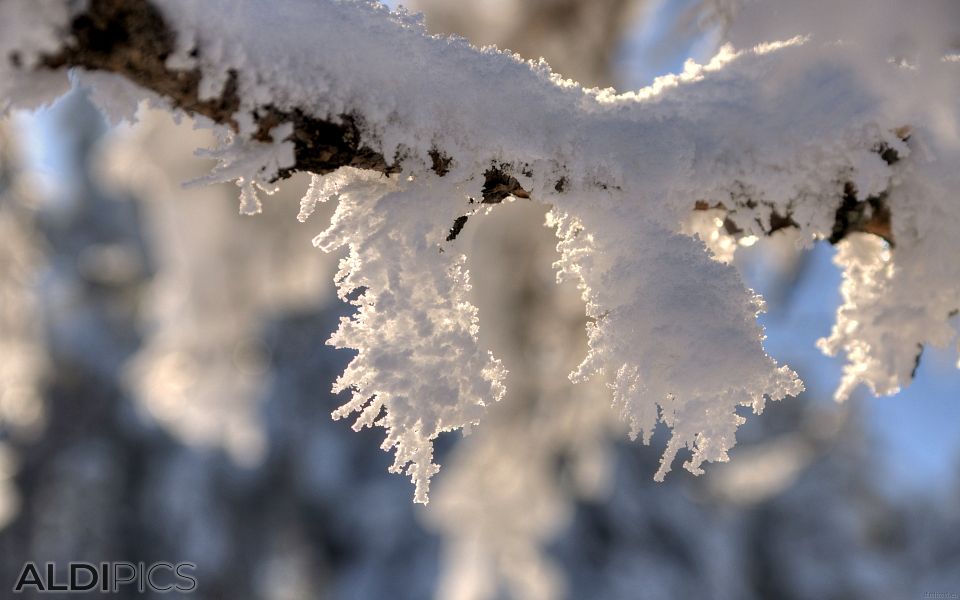 Winter landscapes from Rhodope