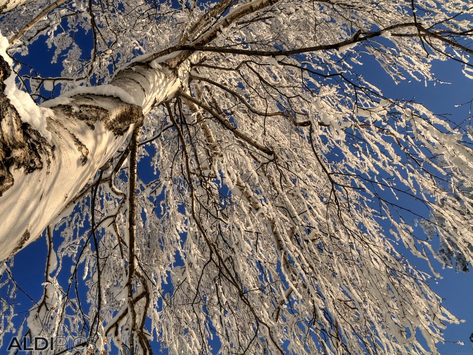 Winter landscapes from Rhodope