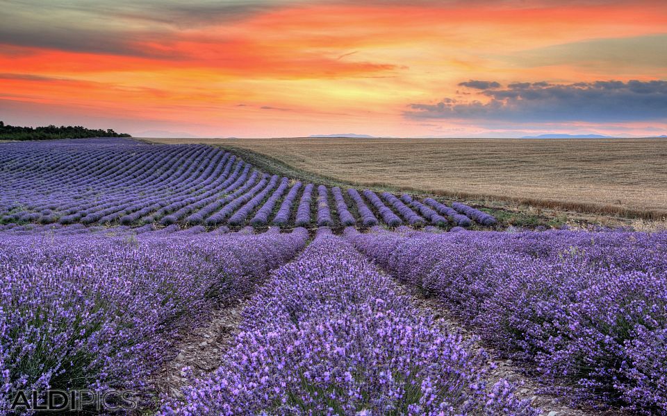 Fields of lavender near Chirpan