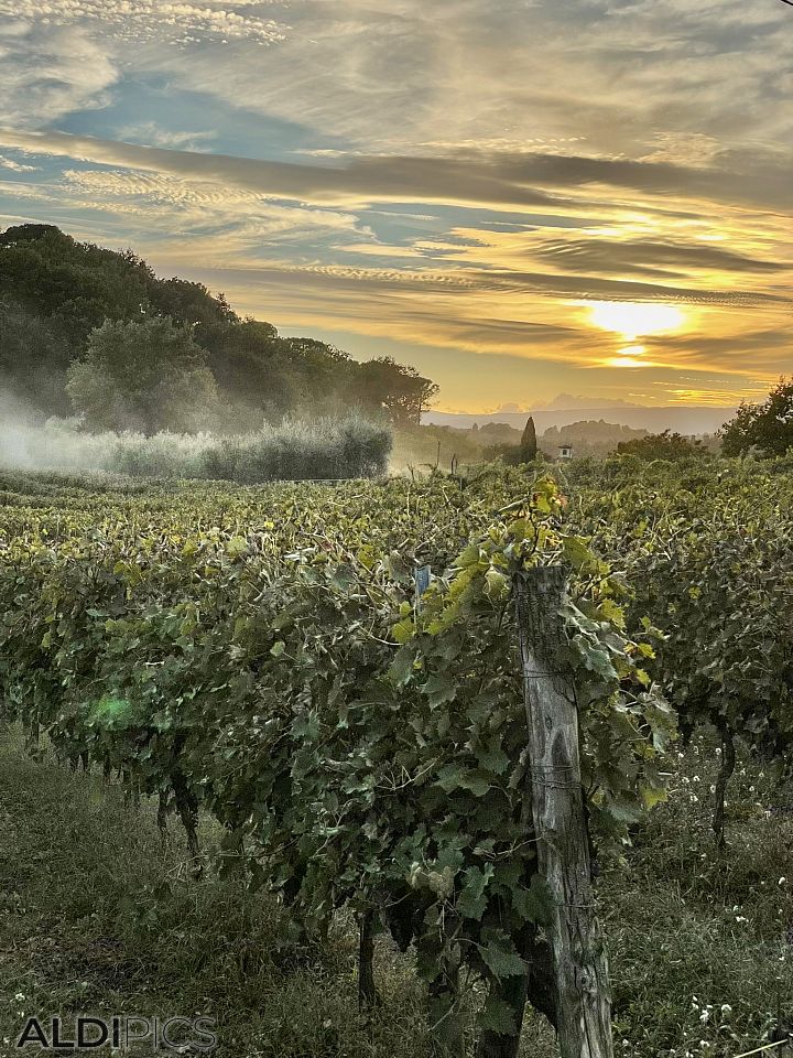 Tuscan vineyards