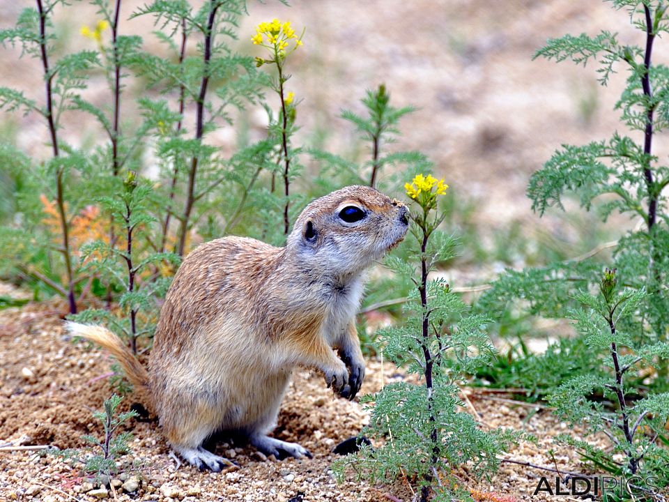 Ground squirrel in Cappadocia