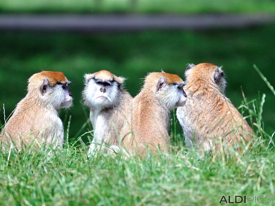 Мonkeys in Woburn Safari Park