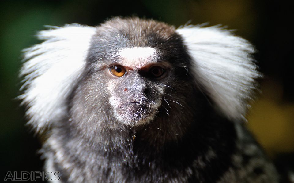 Common marmoset