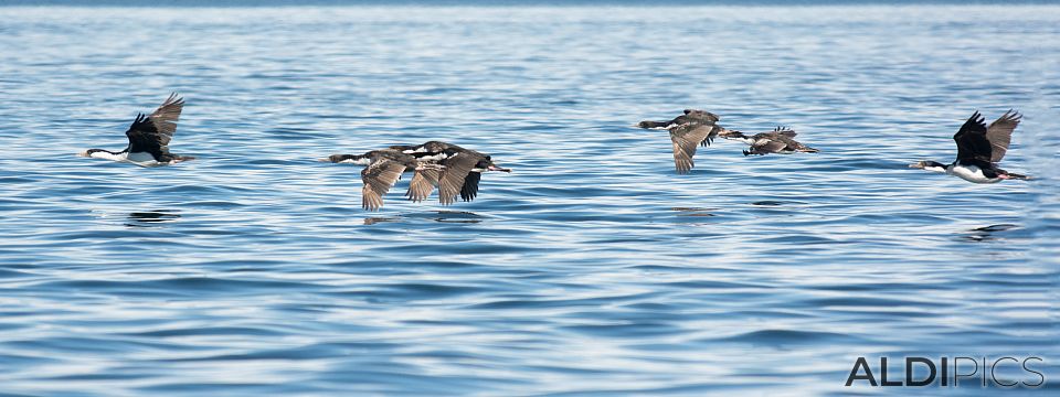 Birds near Magdalena island