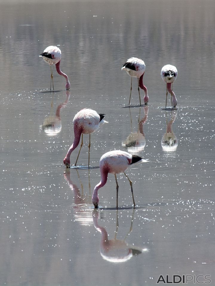 Pink flamingo in the Atacama