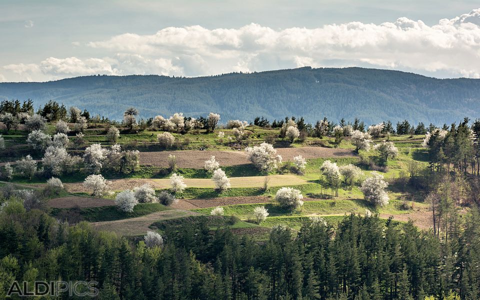 Spring in the Rhodopes